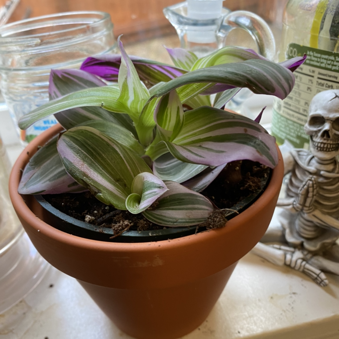 Tradescantia Nanouk plant photo by @GrumbleBee named Nana on Greg, the plant care app.