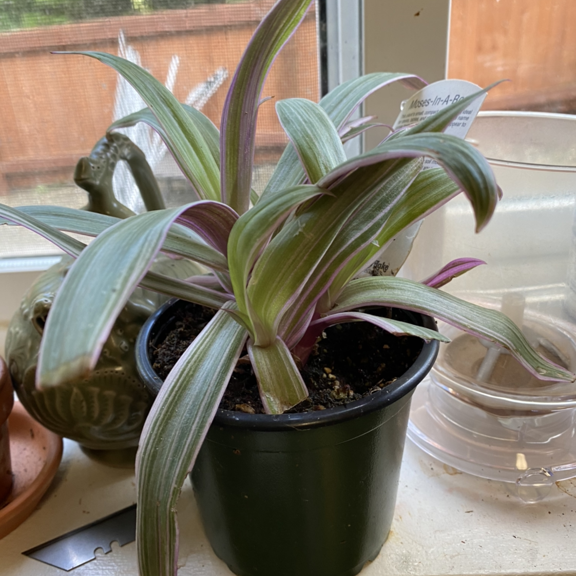 Healthy Moses-in-the-Cradle plant with vibrant green and purple striped leaves in a black plastic pot, human hand holding a leaf.