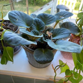 African Violet plant in Woodinville, Washington