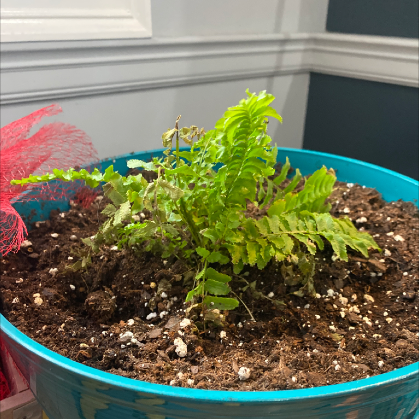 Healthy young Erect Sword Fern in blue plastic pot, with lush green fronds and moist soil.