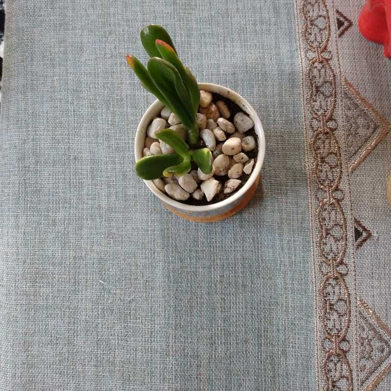 A healthy jade plant in a pot with pebbles, centered and well-framed.