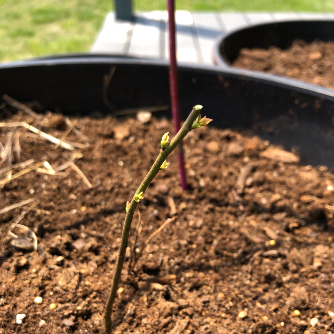Young blueberry plant with small buds in a pot with visible soil.