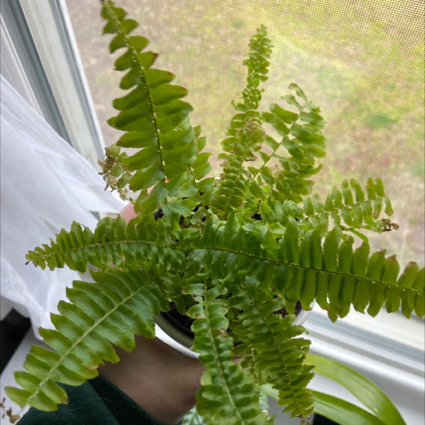Healthy, vibrant green Erect Sword Fern plant with lush, unblemished fronds, held by a human hand in bright natural light.