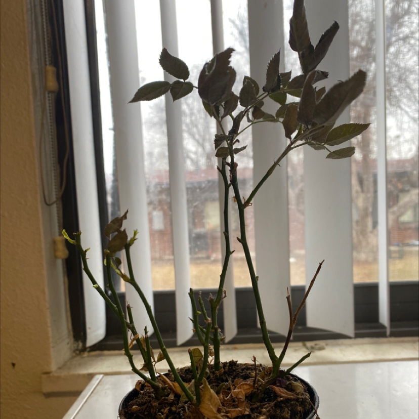 Potted Hardy Orange plant indoors near a window with vertical blinds.
