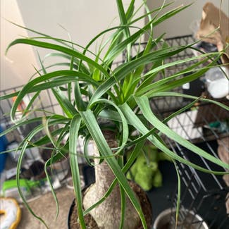 Ponytail Palm plant in Silver Spring, Maryland