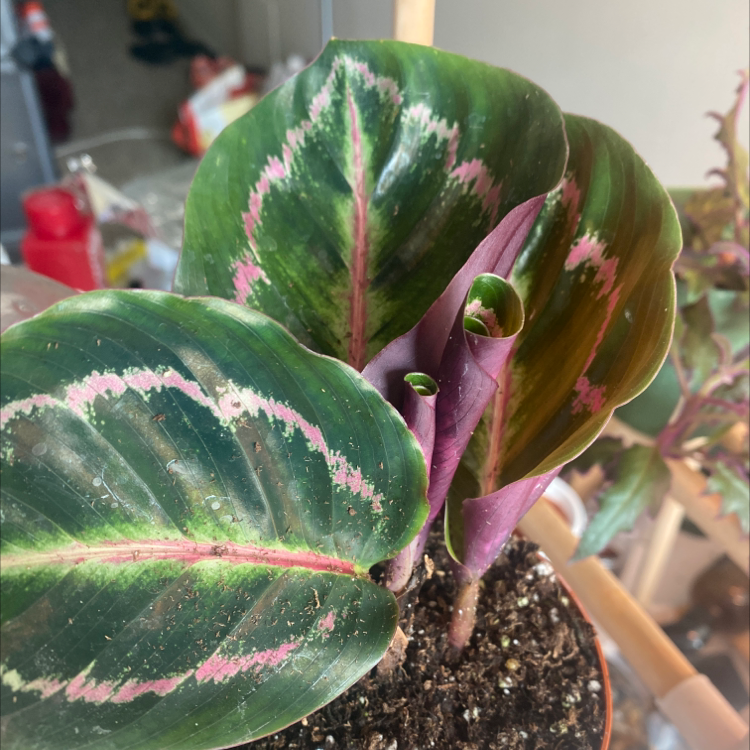 Prayer Plant Dottie with vibrant green leaves and pink stripes, soil visible.