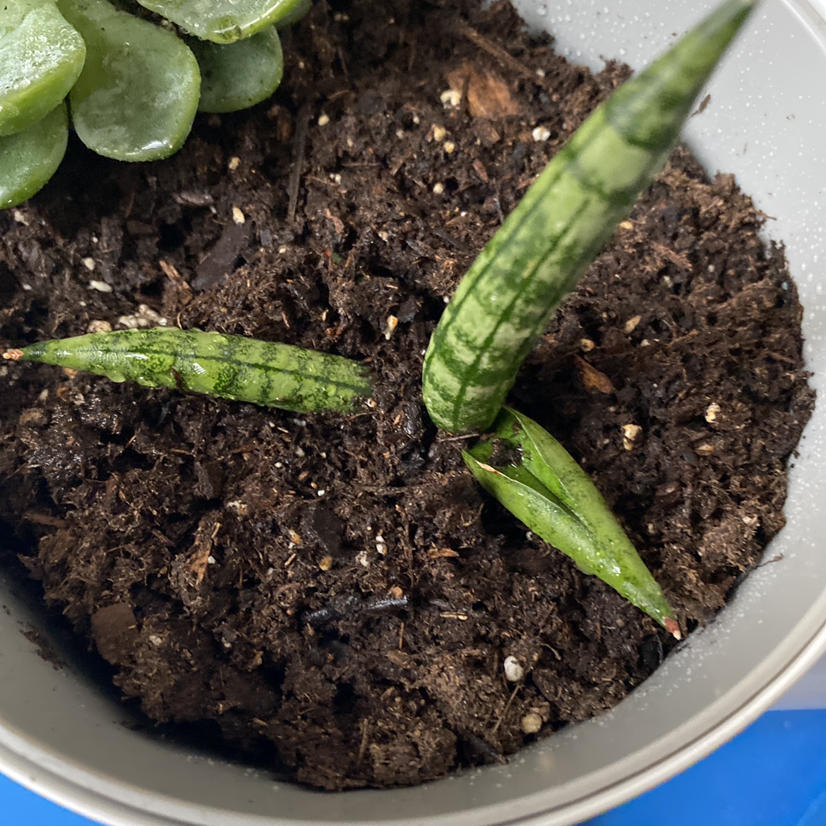 Starfish Snake Plant in a pot with visible soil, appears healthy.