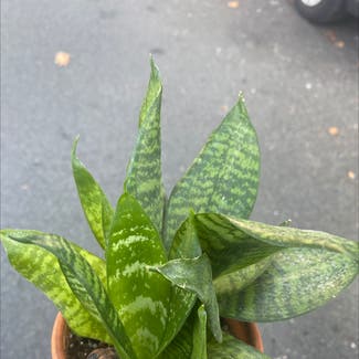 Snake Plant plant in Silver Spring, Maryland