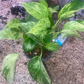 Marble Queen Pothos plant in Silver Spring, Maryland