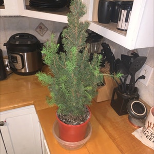Dwarf Alberta Spruce plant photo by Embryquinn named Christmas Tree on Greg, the plant care app.