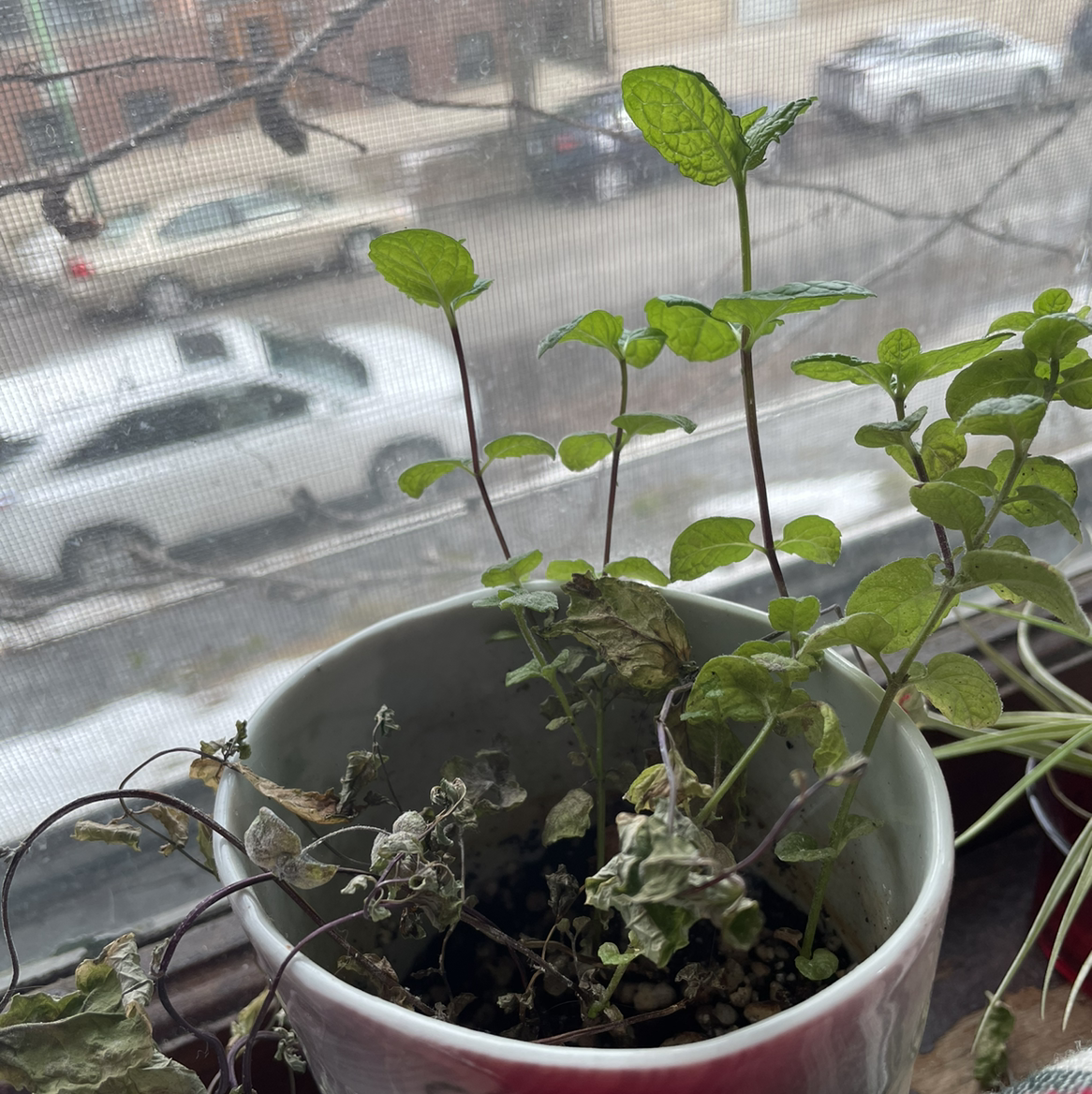 Apple Mint plant in a pot on a windowsill with some healthy and some wilted leaves.