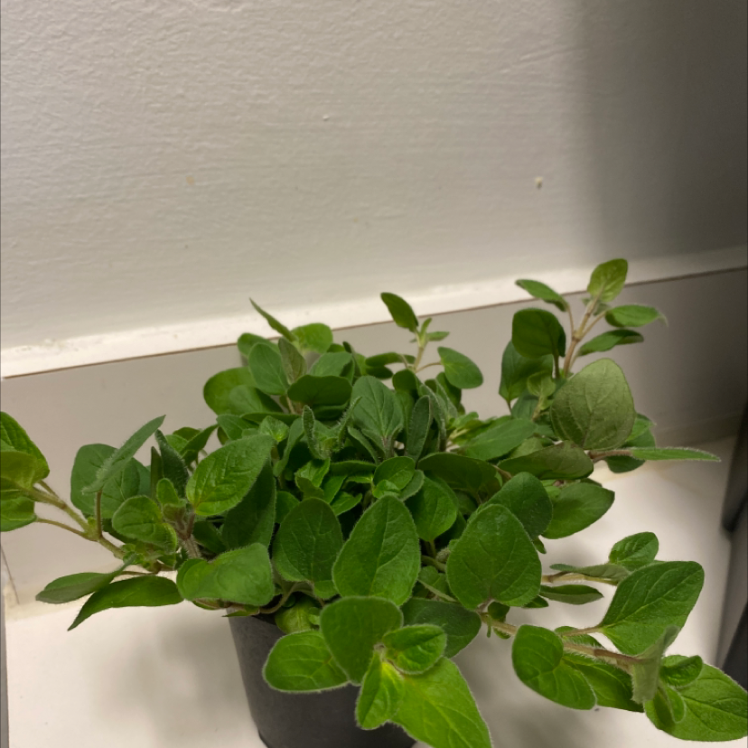 Healthy potted oregano plant with vibrant green leaves, no signs of disease or pests. Plant is well-framed and the focal point of the image.
