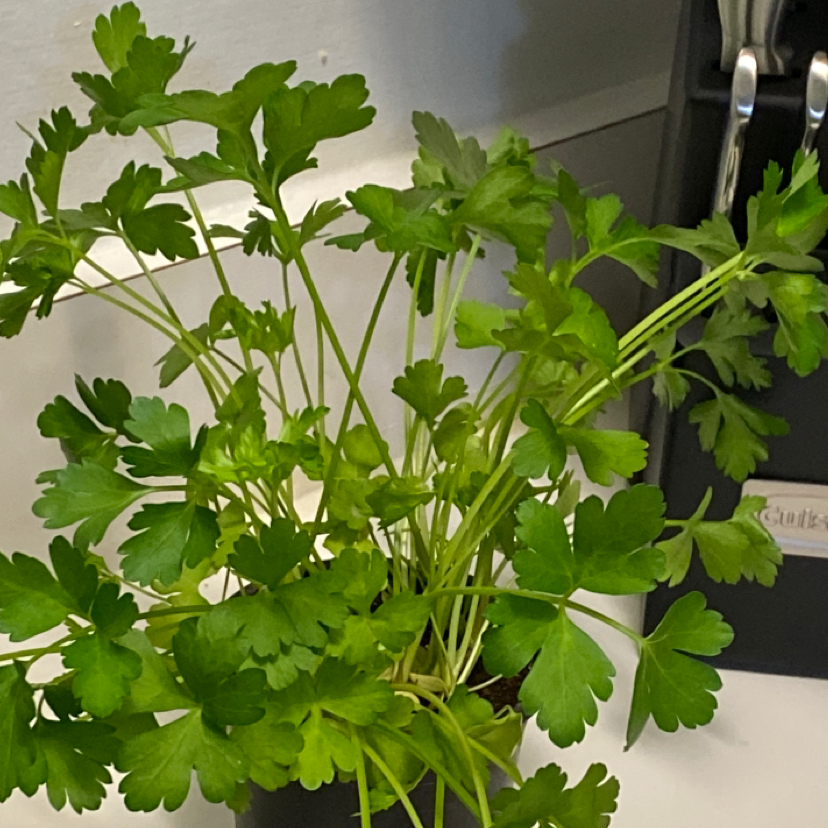 Healthy Italian Parsley plant with vibrant green leaves indoors.