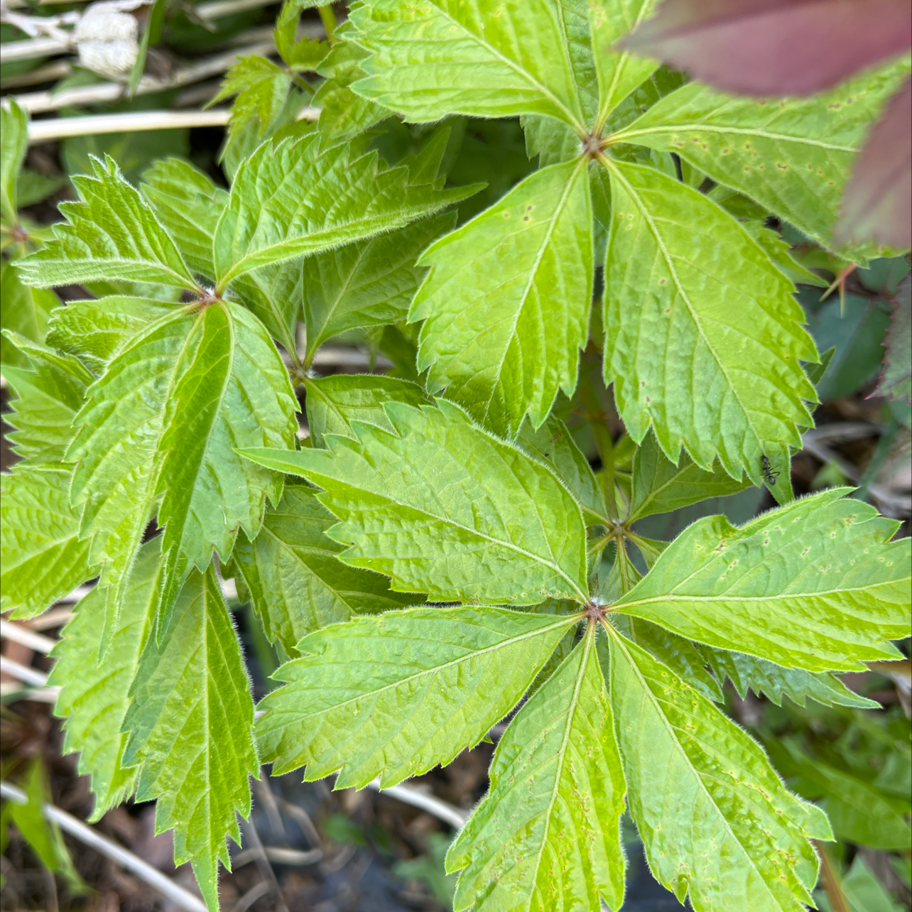 Image of a healthy Virginia Creeper plant with vibrant green leaves.