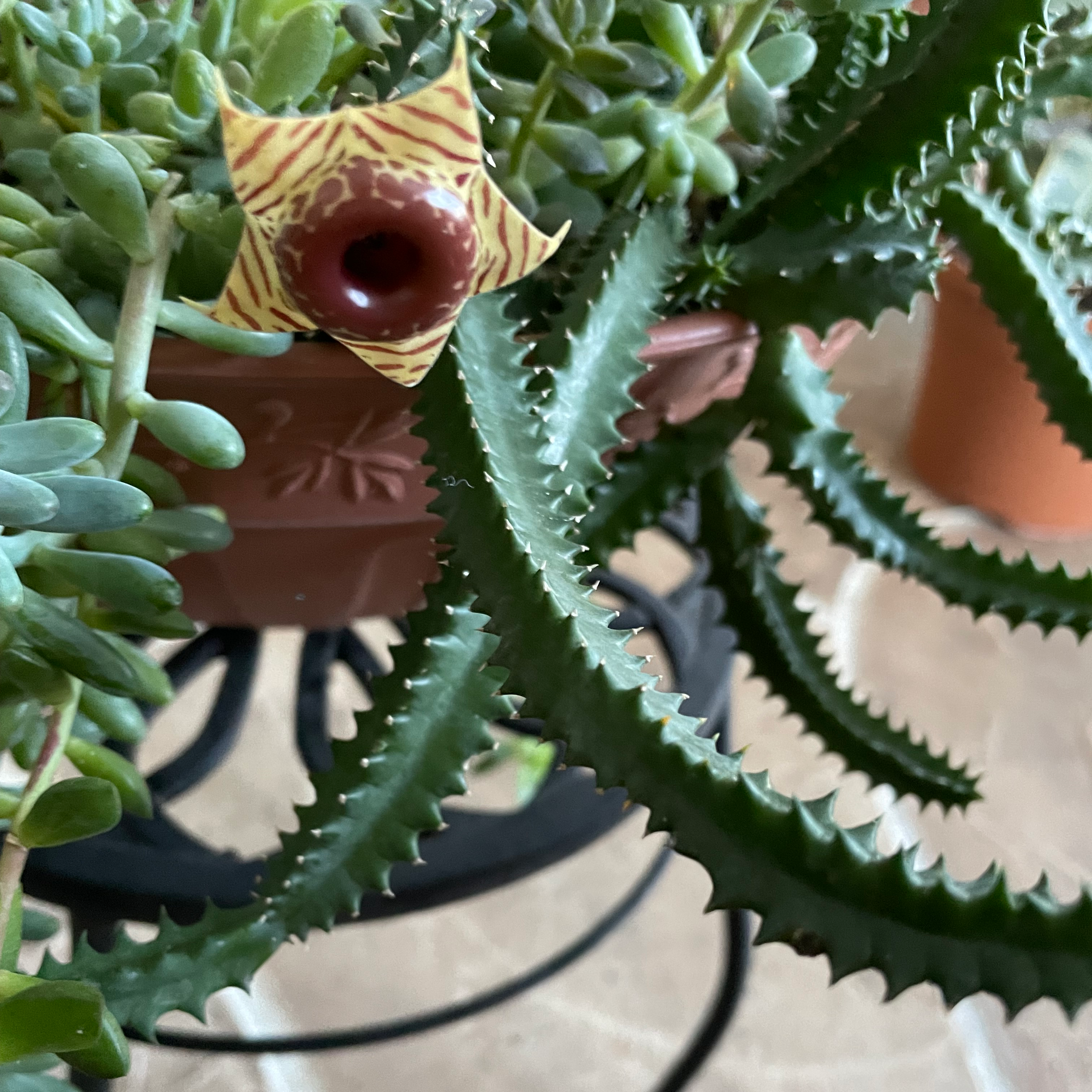Photo of the plant species Lifesaver Cactus by @thebumblingbee named Cherry on Greg, the plant care app