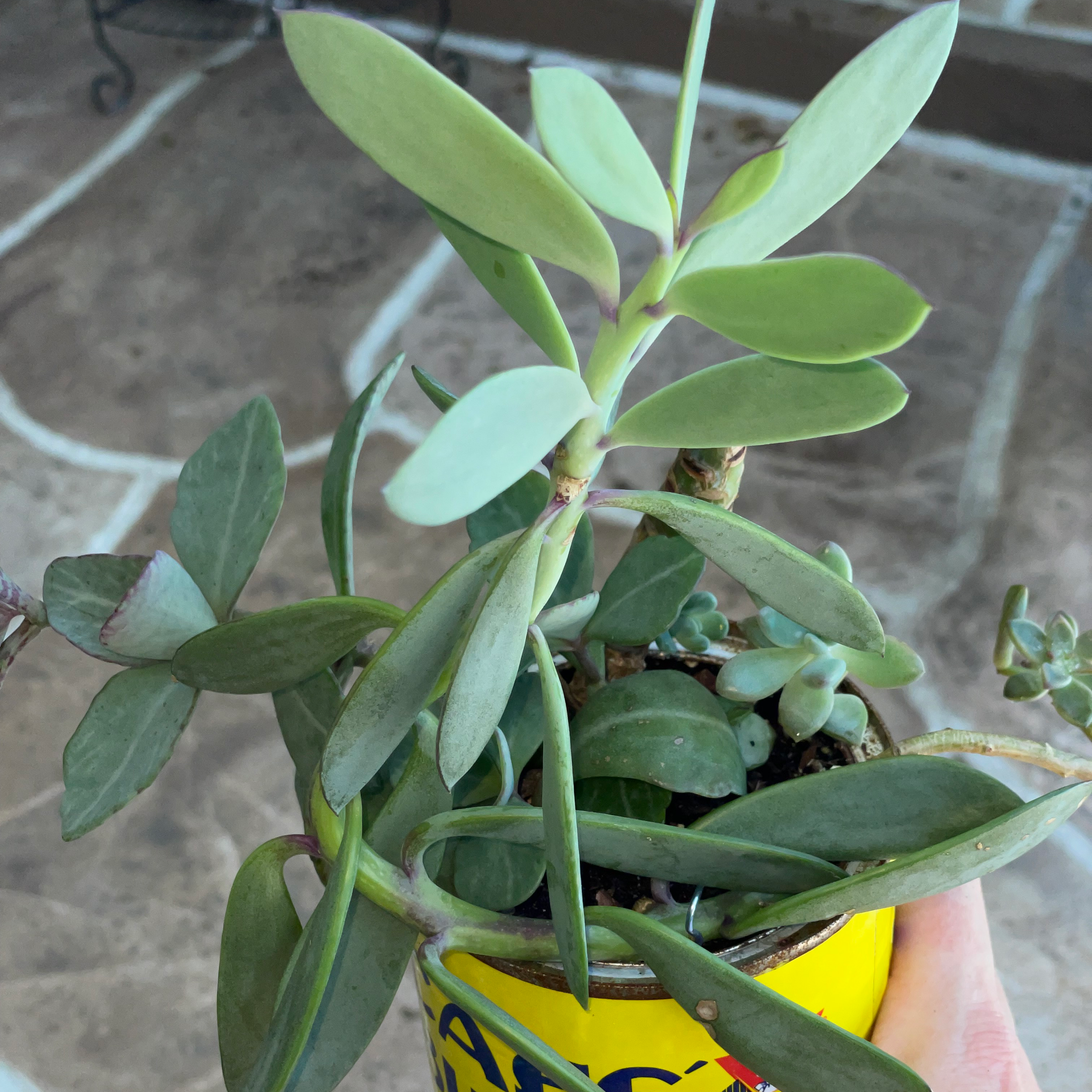 Vertical Leaf Senecio plant in a container with visible soil and green leaves.