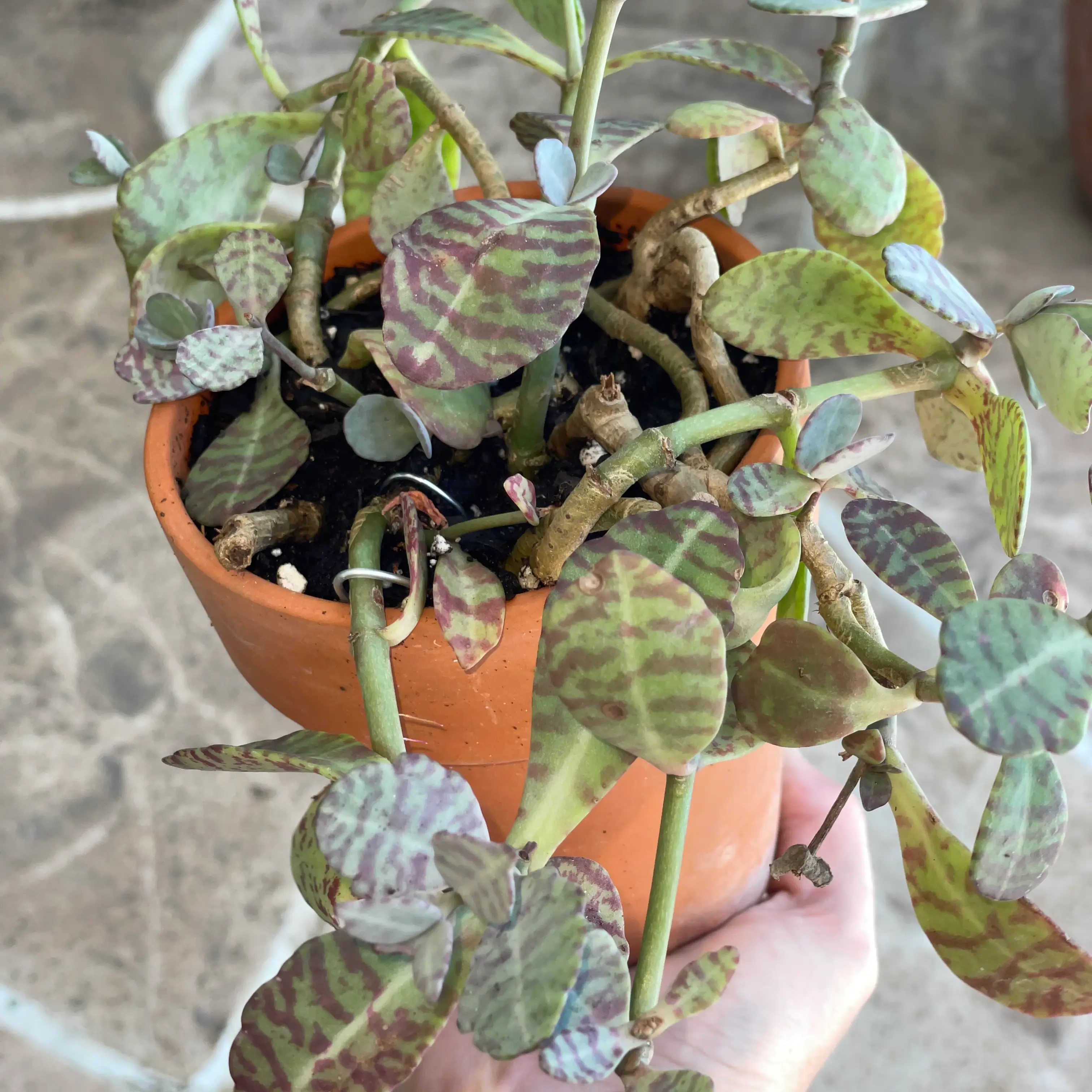 Penwiper Plant in a terracotta pot with patterned leaves and visible soil.