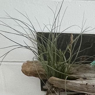 Tillandsia Juncea plant in Somewhere on Earth