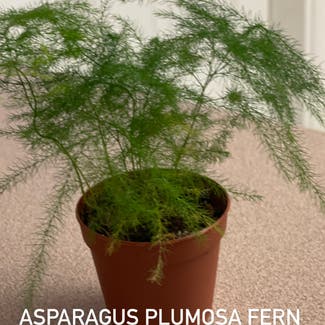 Asparagus Fern plant in Somewhere on Earth