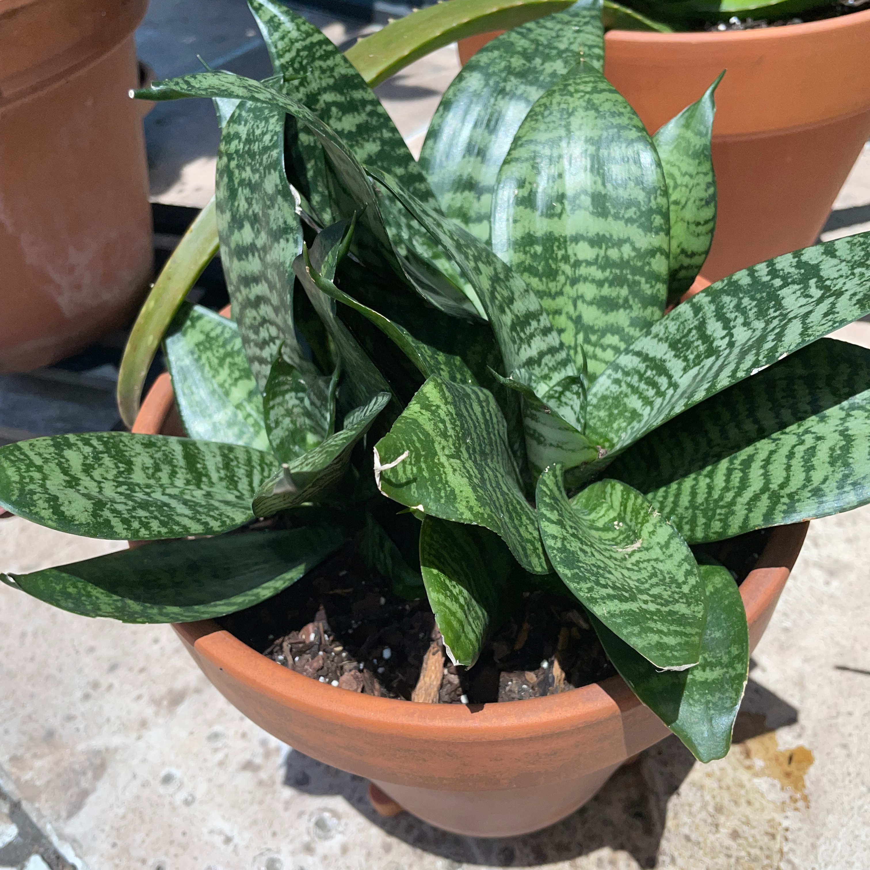 Black Robusta Snake Plant in a terracotta pot with healthy green leaves.