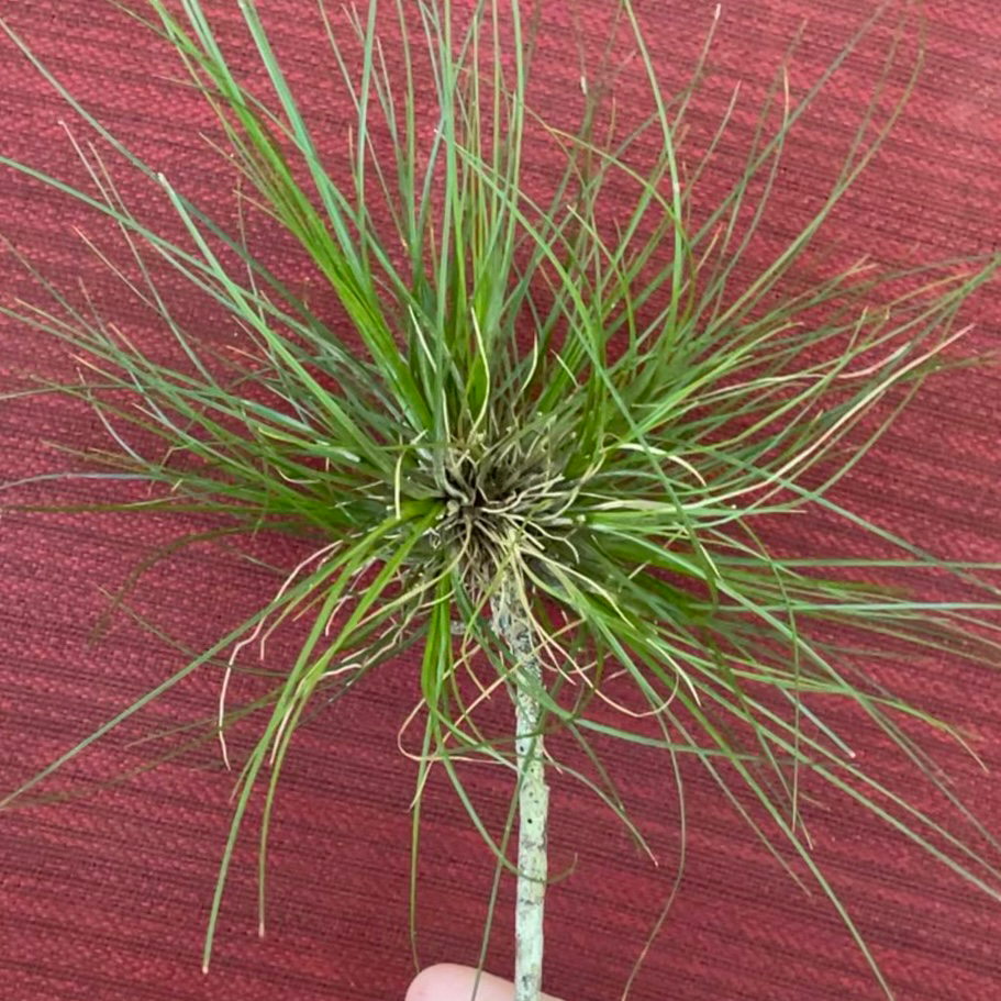 Photo of the plant species Southern Needleleaf by @thebumblingbee named Tillandsia setacea on Greg, the plant care app