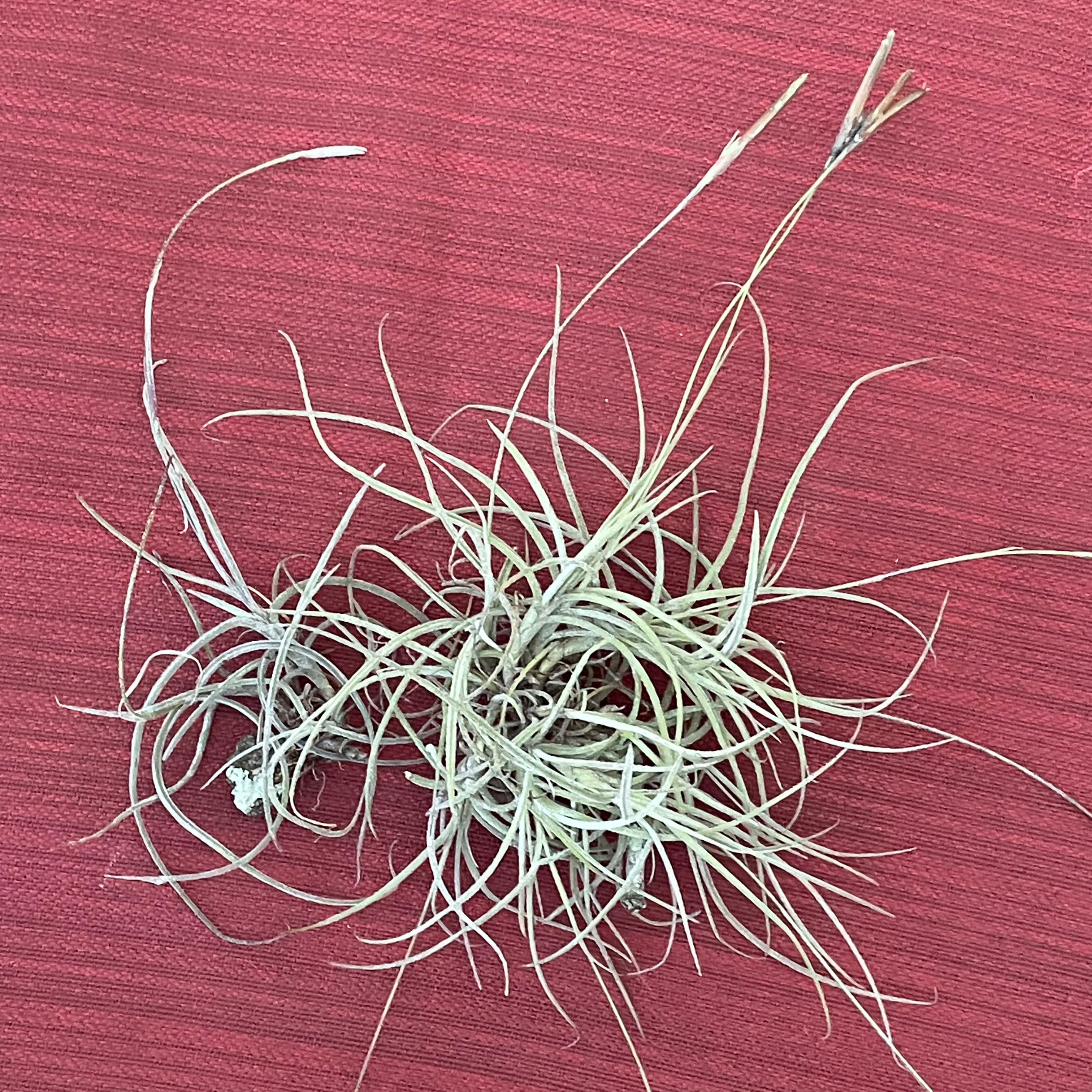 Photo of the plant species Small Ballmoss by @thebumblingbee named Your plant on Greg, the plant care app