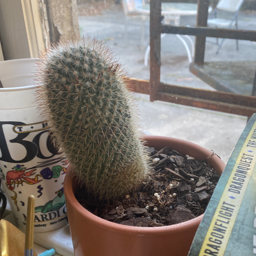 Potted Mammillaria Haageana cactus on a windowsill, healthy with visible soil.