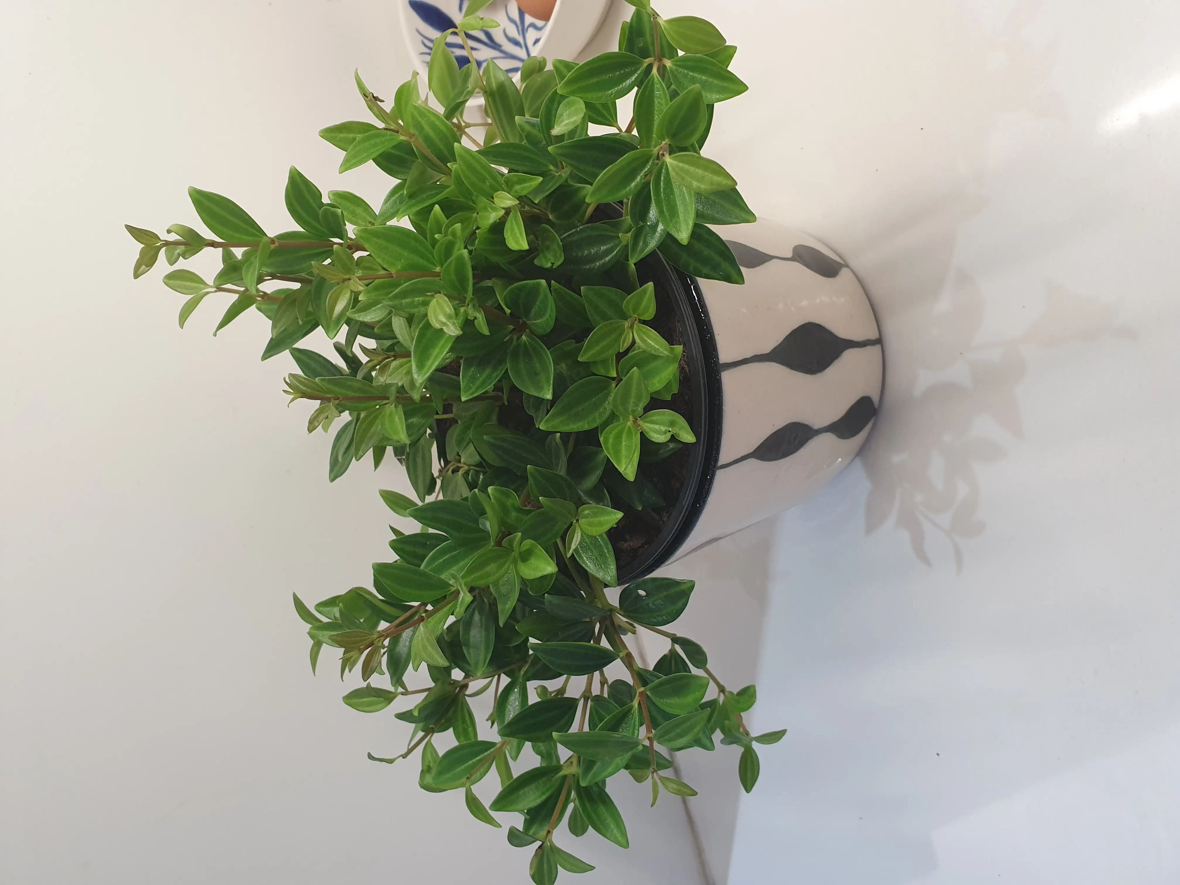 Healthy Beetle Peperomia plant in a decorative pot with vibrant green leaves.