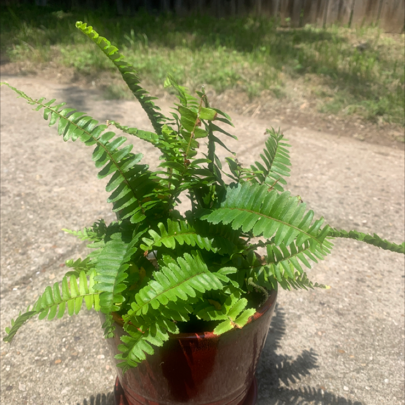 Boston Fern plant photo by Analiese named Beebo from Boston on Greg, the plant care app.