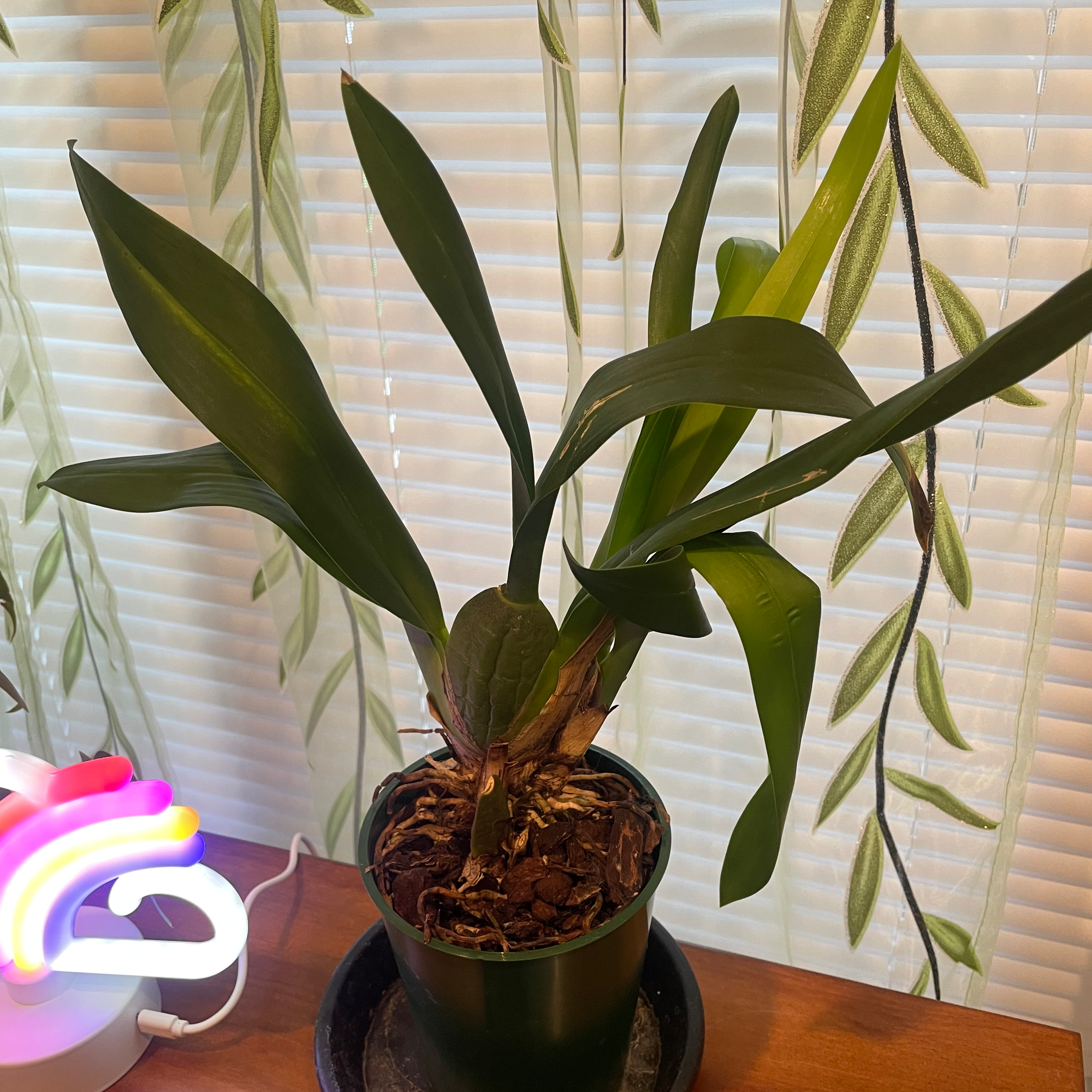Potted Oncidium sharry baby 'Sweet Fragrance' plant with green leaves, visible soil, and no flowers.