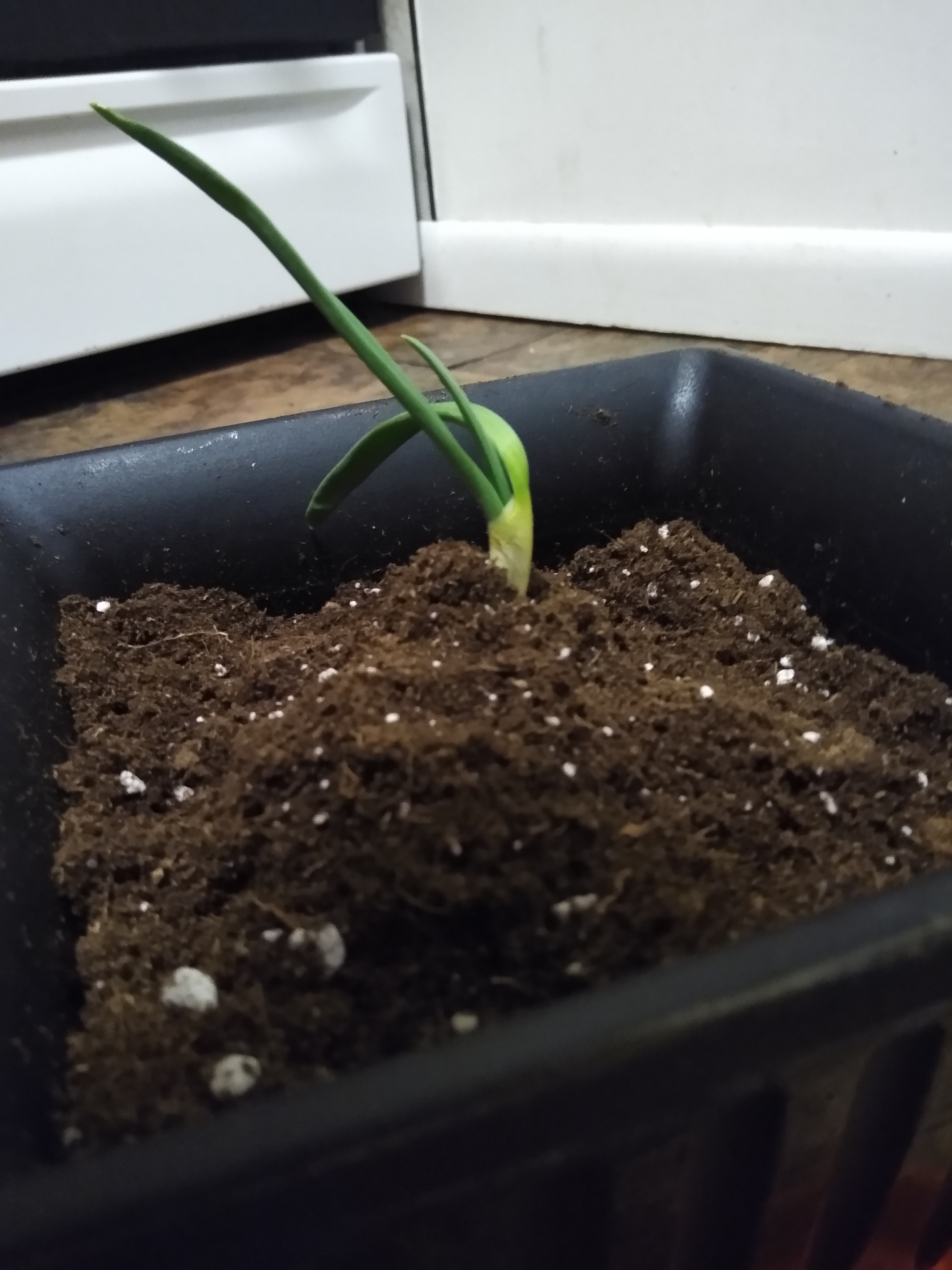 Young Globe Onion plant in a black container with visible soil.