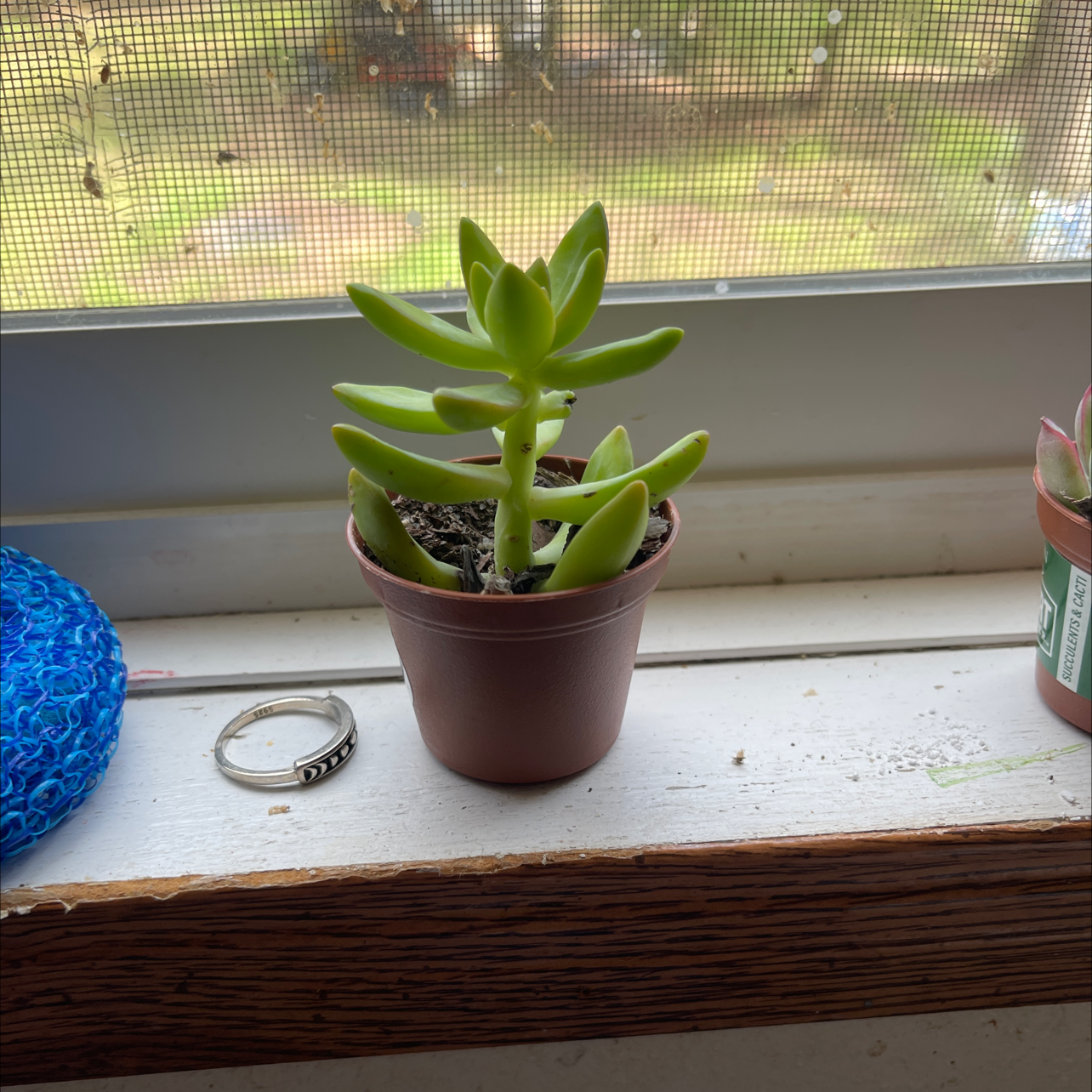 Pale Stonecrop succulent in a small pot on a windowsill, appearing healthy.