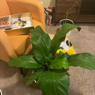 Peace Lily plant in Houston, Texas
