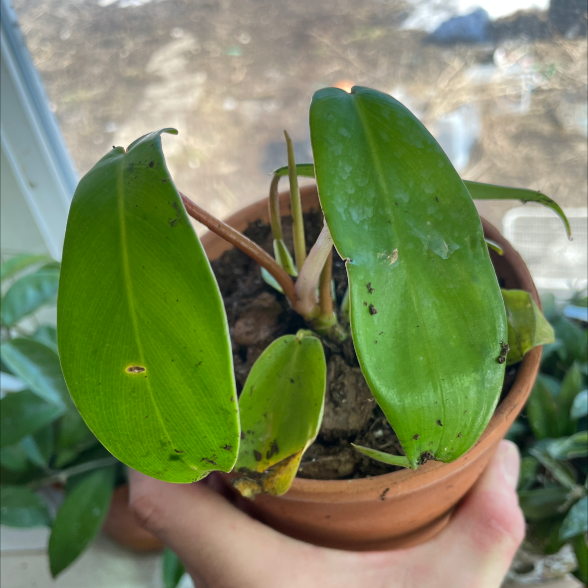 Philodendron 'Florida Beauty' plant in a pot with visible soil and minor leaf discoloration.
