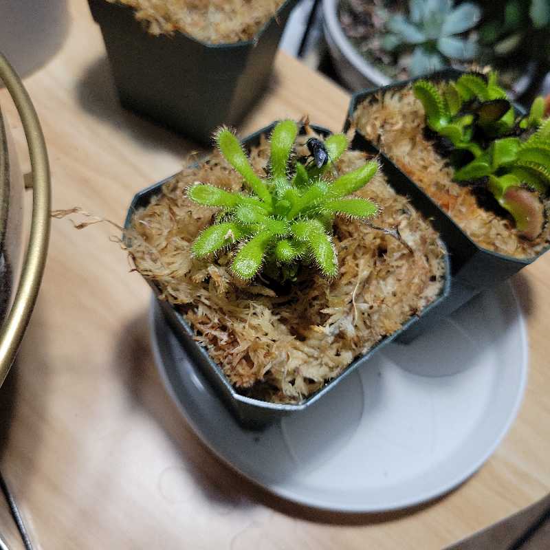 Spoon-Leaved Sundew plant in a small pot with visible soil, appears healthy.