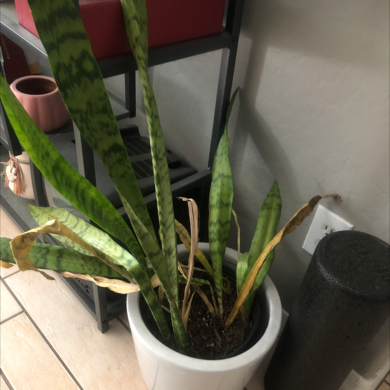 Snake Plant plant photo by Plant parent named Snape on Greg, the plant care app.