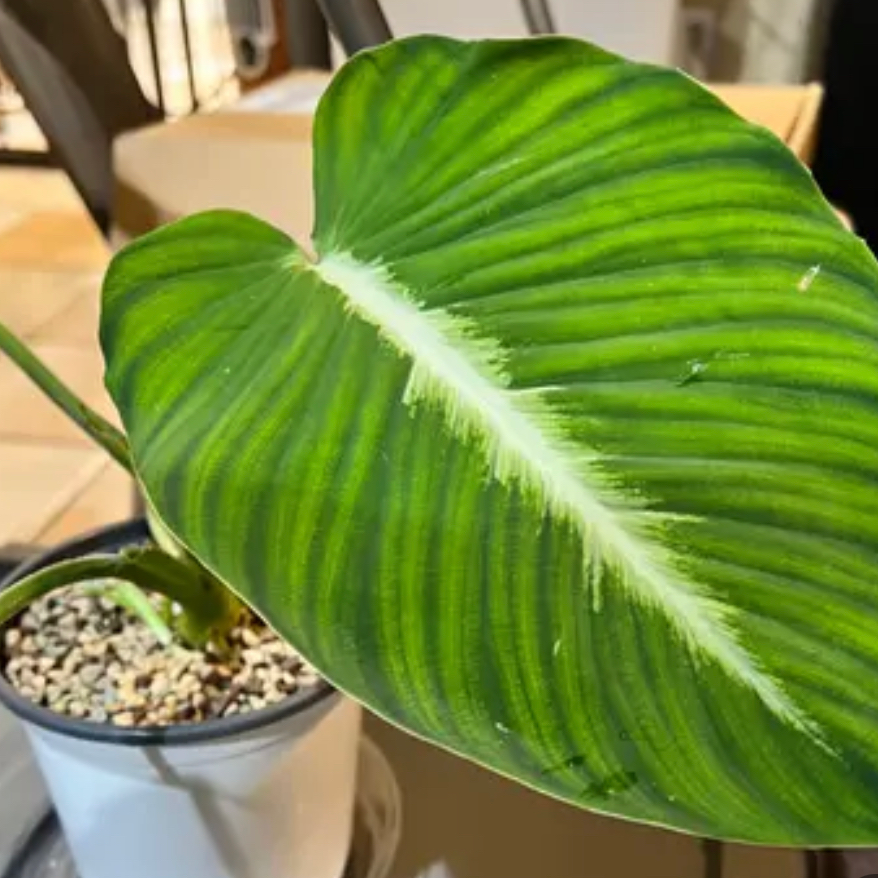 Photo of the plant species Adelonema palidinervium by @littleminoumoon named Gregarious on Greg, the plant care app