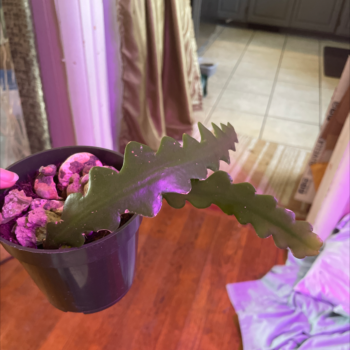 Dutchman's Pipe Cactus in a small pot, held by a hand, with visible soil.