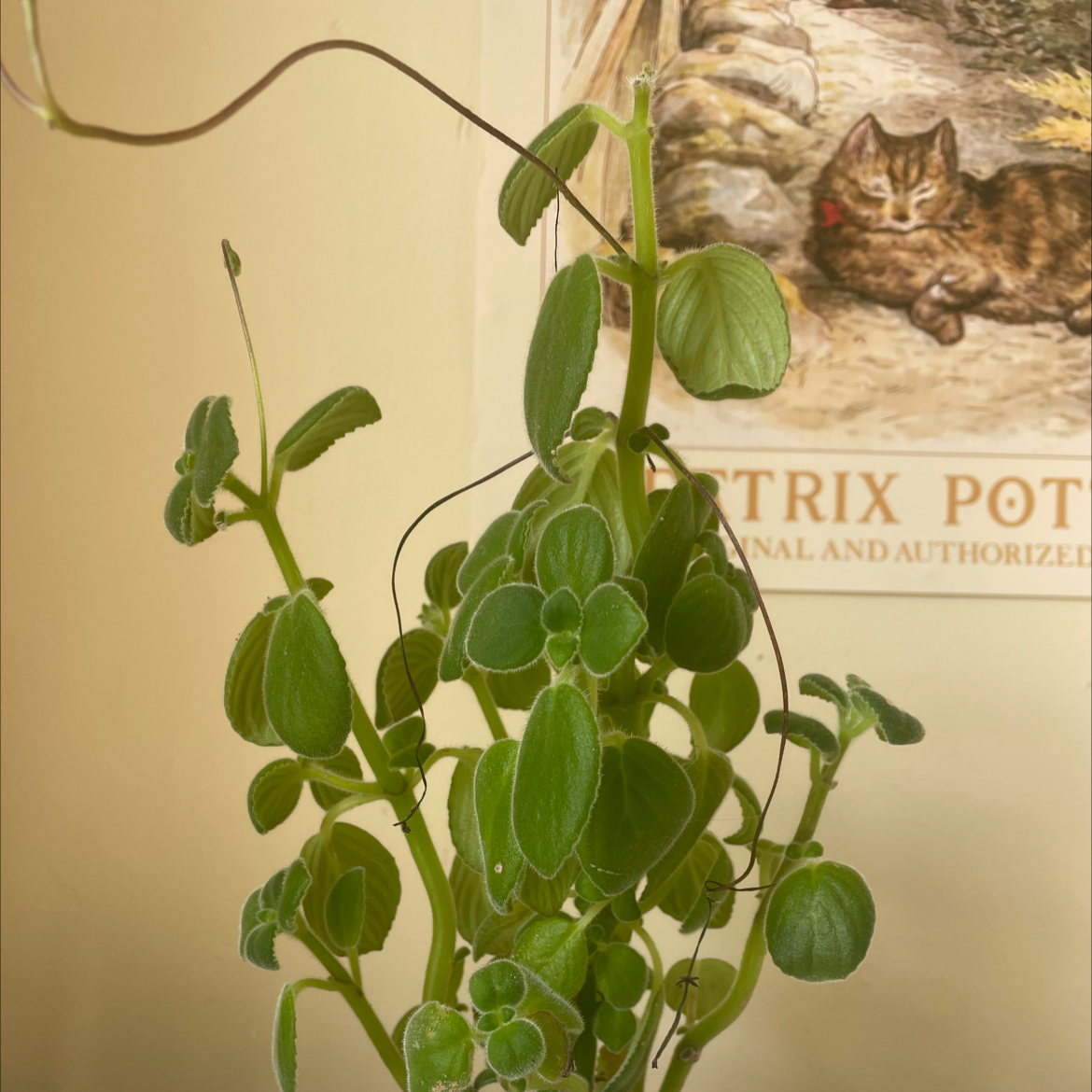 Cape Primrose plant with green leaves, background includes a poster with a cat illustration.