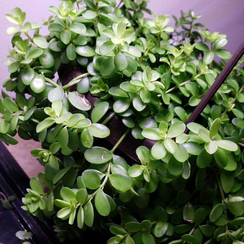 Healthy Peperomia deppeana plant with vibrant green leaves.