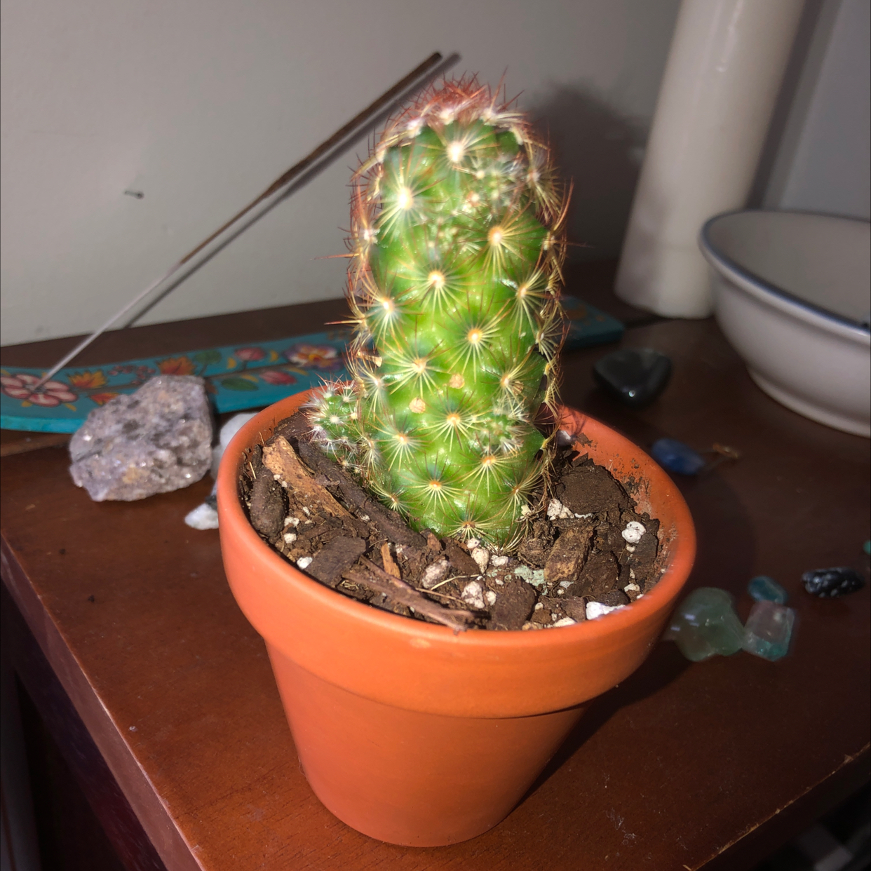 Golden Torch plant photo by @sierrasoasis named pokey on Greg, the plant care app.