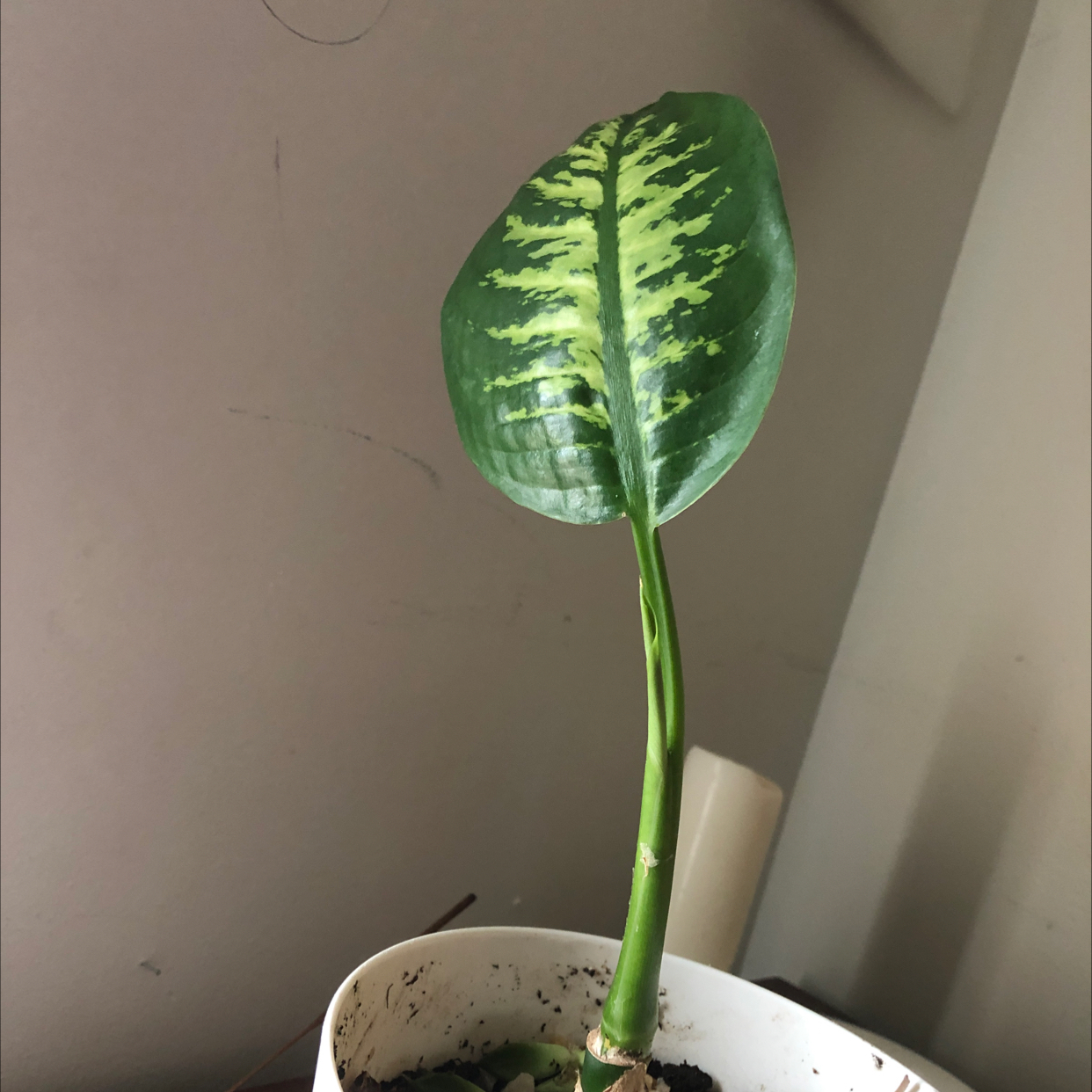 Dieffenbachia 'Compacta' plant with one prominent leaf showing green and yellow variegation.
