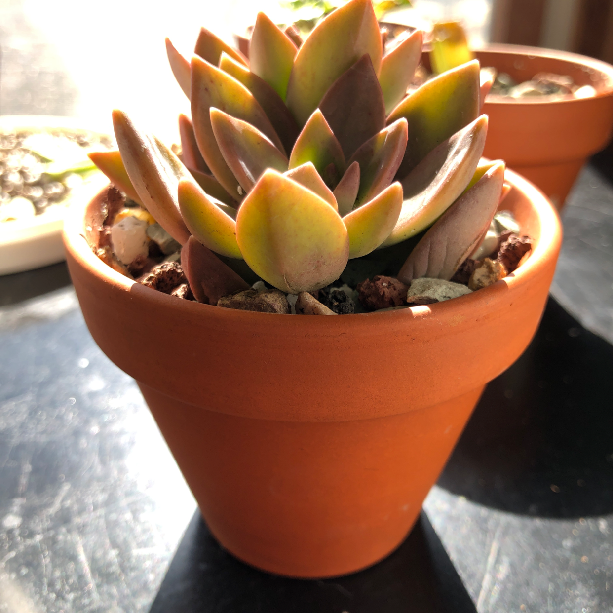 Painted Lady plant photo by @sierrasoasis named suzzie on Greg, the plant care app.