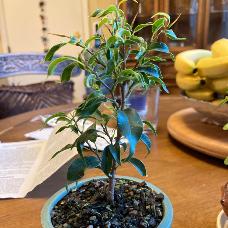 Photo of the plant species Dwarf Weeping Fig by @YokeSierrapea named Dwarf b. ‘Pandora’ ficus on Greg, the plant care app