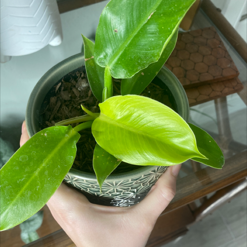 Philodendron 'Moonlight' plant in a decorative pot with visible soil and slight yellowing on one leaf.