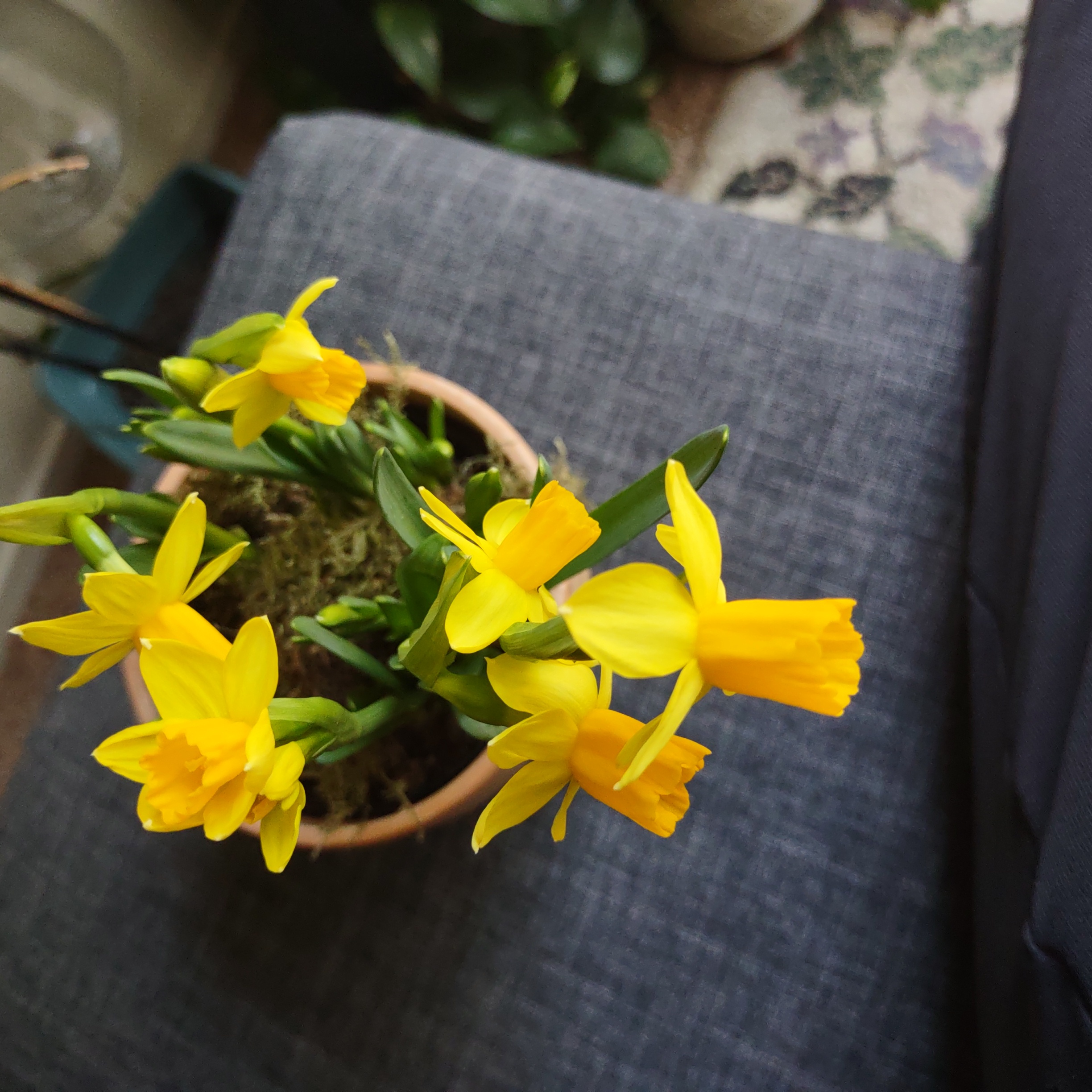 Photo of the plant species Jonquil by @fuzzysock named Easter Parade on Greg, the plant care app