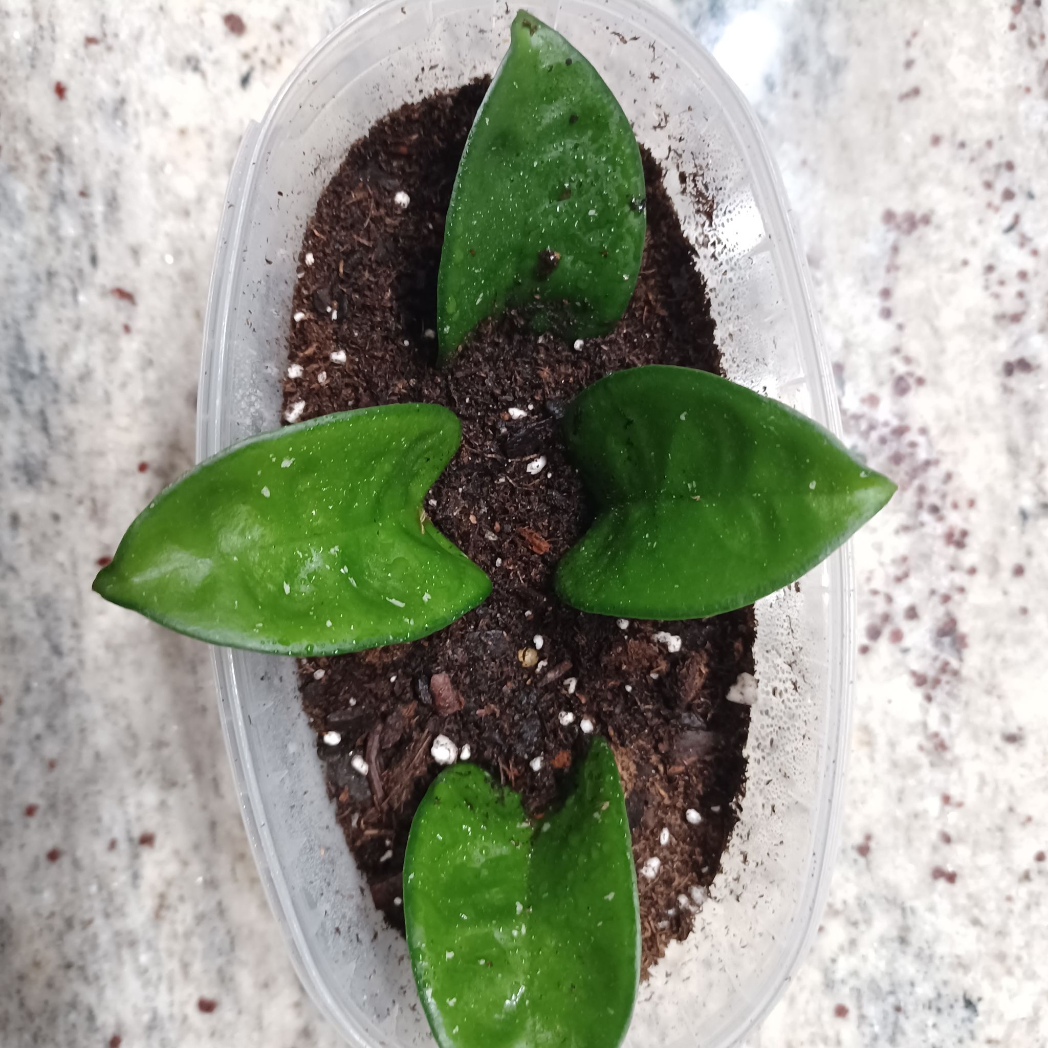 Hoya Carnosa Krinkle 8 plant with four green leaves in a small container with soil.