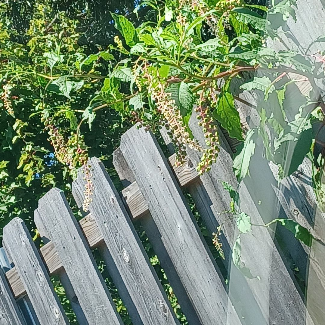 American Pokeweed plant with clusters of berries near a wooden fence.
