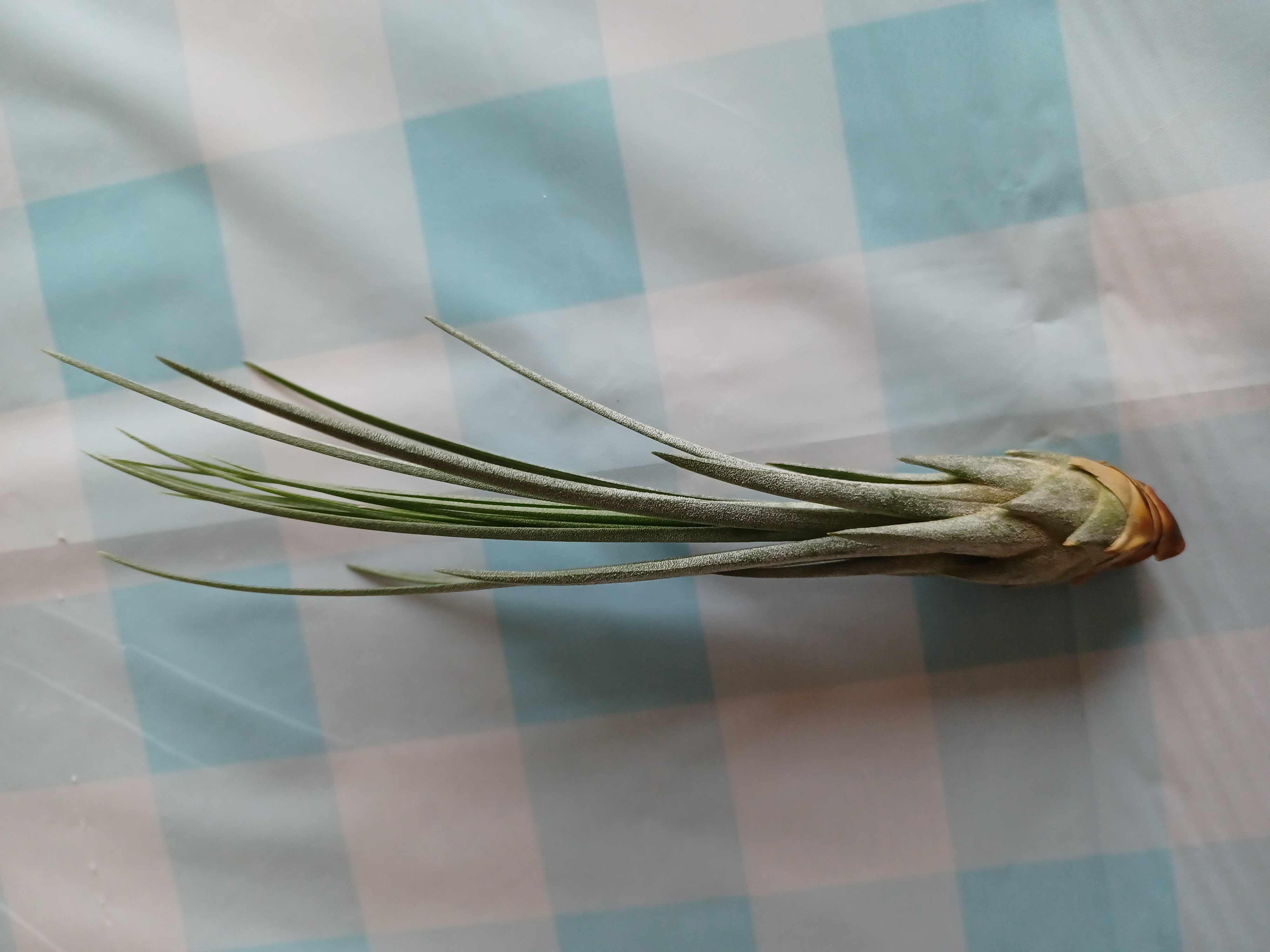 Tillandsia Juncea plant on a checkered surface, appearing healthy.