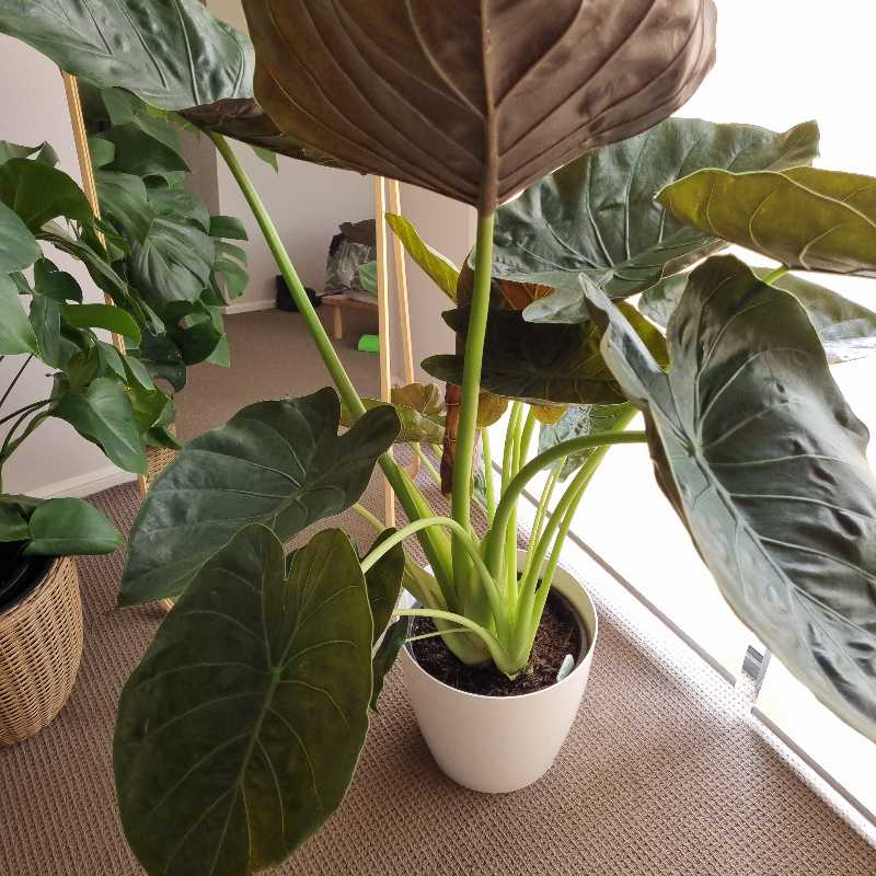 Potted New Guinea Shield plant with large, broad leaves. Some browning visible.